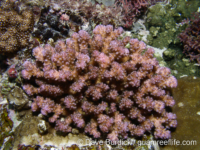 Pocillopora ligulata sensu Randall