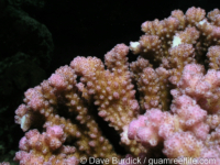 Pocillopora ligulata sensu Randall