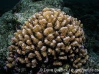 Pocillopora ligulata sensu Randall