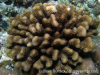 Pocillopora meandrina