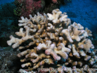 Pocillopora molokensis