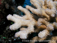 Pocillopora molokensis