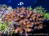 Pocillopora molokensis