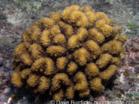 Pocillopora setchelli