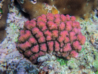 Pocillopora setchelli