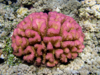 Pocillopora sp. 1