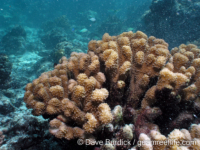 Pocillopora sp. 2