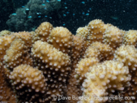 Pocillopora sp. 2