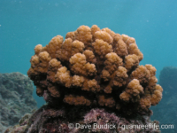 Pocillopora sp. 3