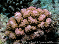 Pocillopora sp. A