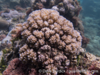 Pocillopora sp. A