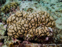 Pocillopora sp. B