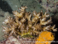 Pocillopora sp. C