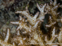 Pocillopora sp. C