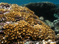 Pocillopora sp. D