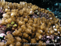 Pocillopora sp. D