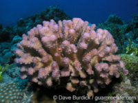 Pocillopora sp. E