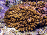 Pocillopora sp. F