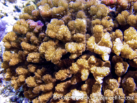 Pocillopora sp. F