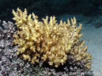 Pocillopora sp. I (CNMI)