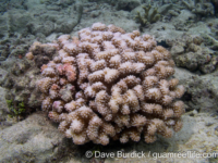 Pocillopora verrucosa