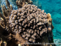 Pocillopora verrucosa