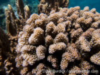 Pocillopora verrucosa