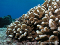 Pocillopora woodjonesi