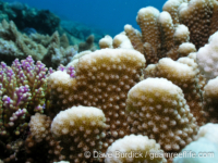 Pocillopora woodjonesi