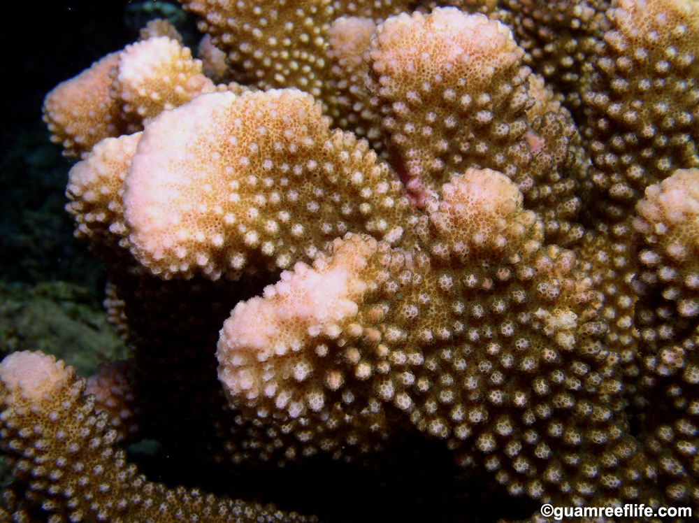 Pocillopora