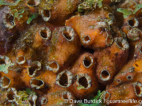 Polycarpa cf. contecta