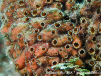 Polycarpa cf. contecta
