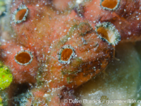 Polycarpa cf. contecta