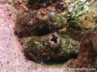 Polycarpa cryptocarpa