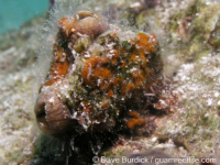 Polycarpa cryptocarpa