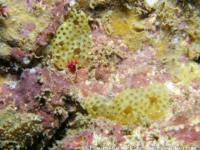 Polysyncraton sp. A FLMNH
