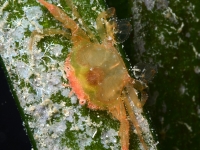 Portunus sp. I