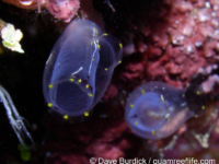 Rhopalaea cf. macrothorax