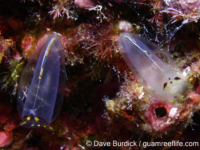 Rhopalaea cf. macrothorax