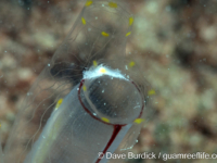 Rhopalaea cf. macrothorax