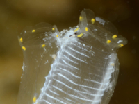 Rhopalaea cf. macrothorax