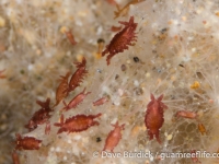 Santia sp. B (Philippines)