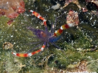 Stenopus tenuirostris