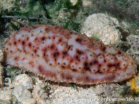 Stichopus noctivagus Stichopus noctivagus