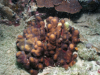 Stylocoeniella guentheri