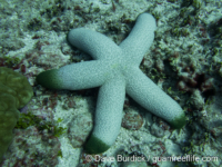 Thromidia catalai