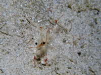 Urocaridella sp. A