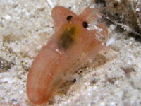 alpheid sp. A
