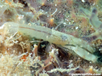 alpheid sp. C