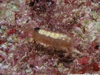amphipod sp. A